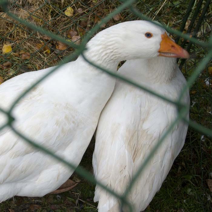 Czech Goose Eggs