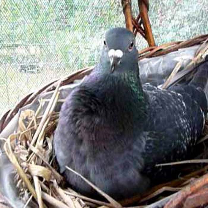 Band-Tailed Pigeon Eggs