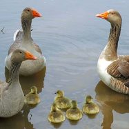 Fertile Goose Eggs for Sale - Check Out & Get More Information