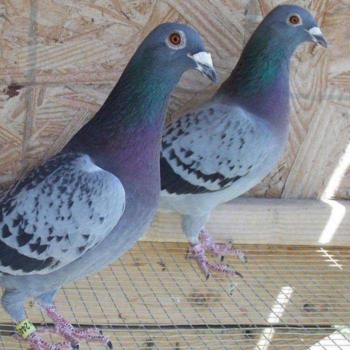 Racing and Homing Pigeon Eggs