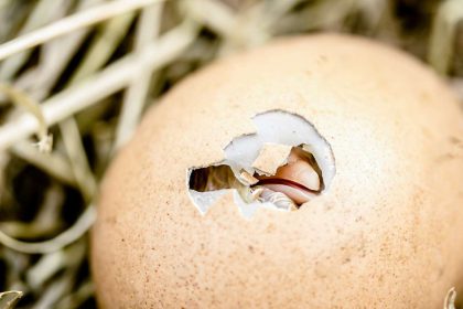 Where Can I Get Eggs for Hatching: A Beginner's Guide